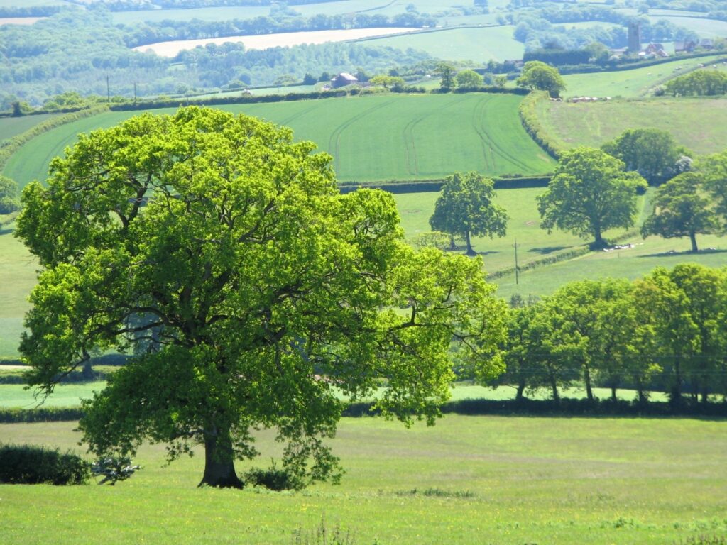 UK Homeowners With Oak Trees Warned: New Rule Could Mean £20,000 Fine 2 Oak Tree