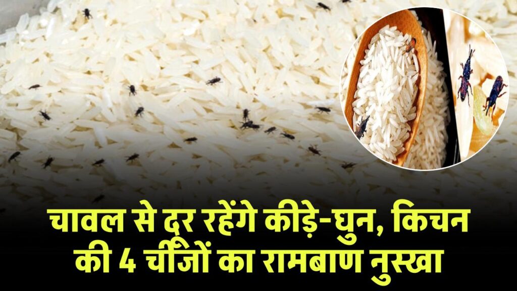 चावल से हमेशा दूर रहेगा कीड़ा और घुन | किचन की 4 चीजें बनाएंगी रामबाण नुस्खा 1 how to store rice and prevent weevils or ghun for a long duration
